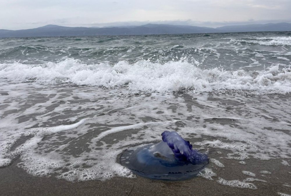 Mavi denizanaları sahile vurdu, görenler şaşırdı