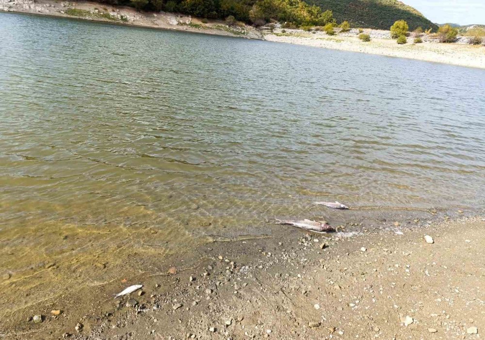 Sular azaldıkça balıklar ölüyor