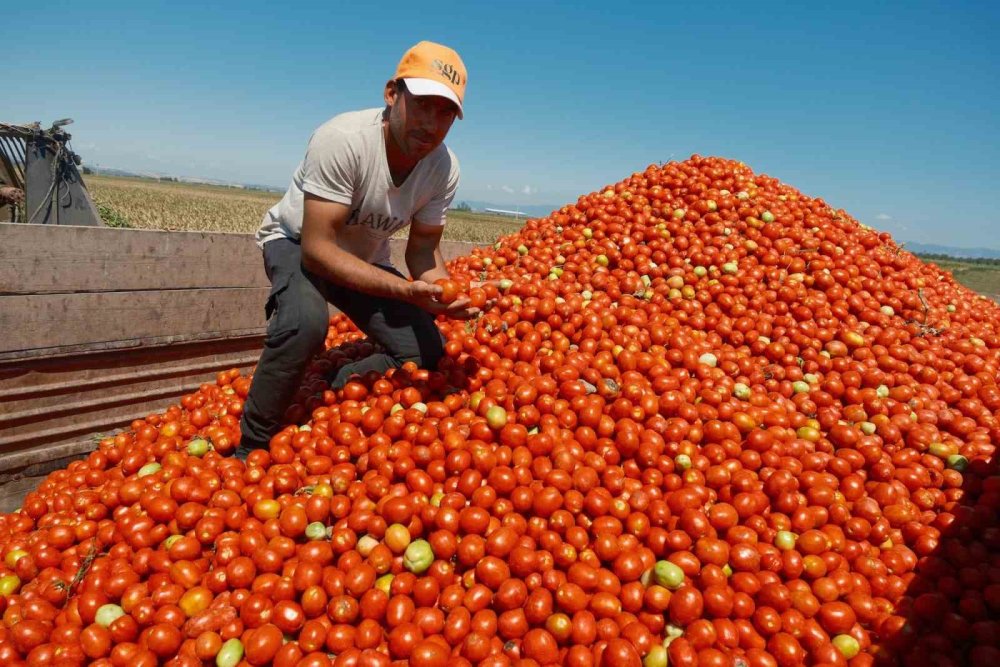 30 tır karpuz 1 iPhone ediyor