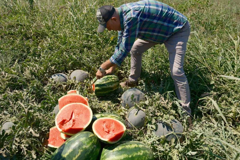 30 tır karpuz 1 iPhone ediyor