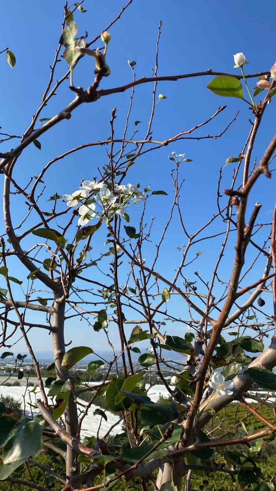 Manisa'da armut ağaçları çiçek açtı