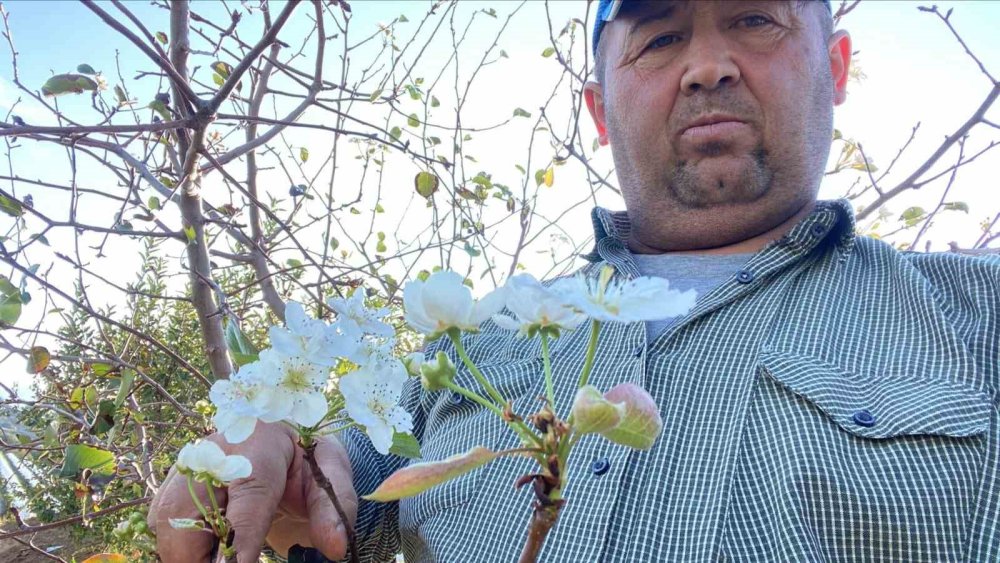 Manisa'da armut ağaçları çiçek açtı
