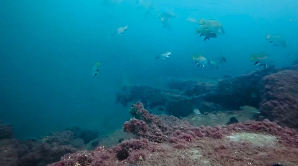 İzmit Körfezi yeniden can buldu