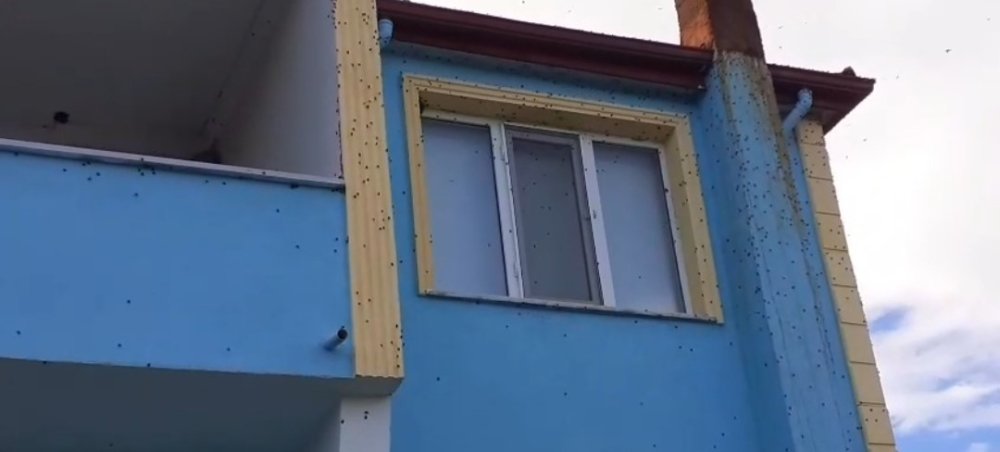 Kahverengi Kokarca İstilası: Evler, Arabalar, Sokaklar Sarıldı