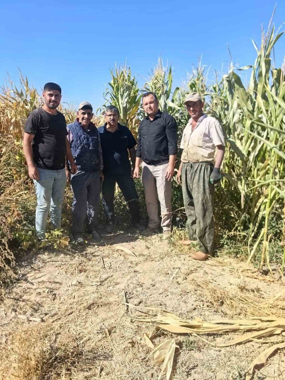 Konya Ovası'nda mısır hasadı erken başladı