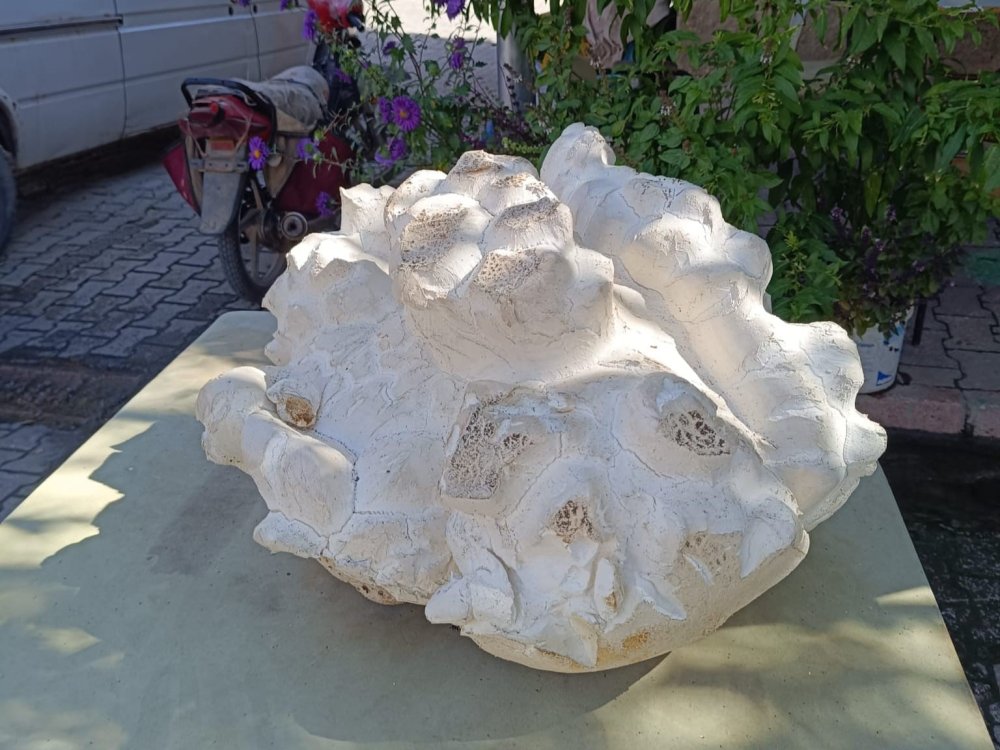 Önce taş sandı: Konya'da tam 19 kiloluk mantar bulundu