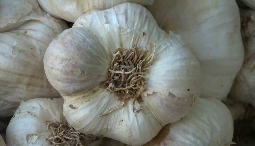 Aksaray'da Organik Sarımsak Ekim Sezonu Başladı: Hedef 150 Ton Rekolte