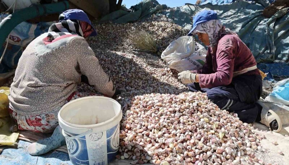 Aksaray'da Organik Sarımsak Ekim Sezonu Başladı: Hedef 150 Ton Rekolte
