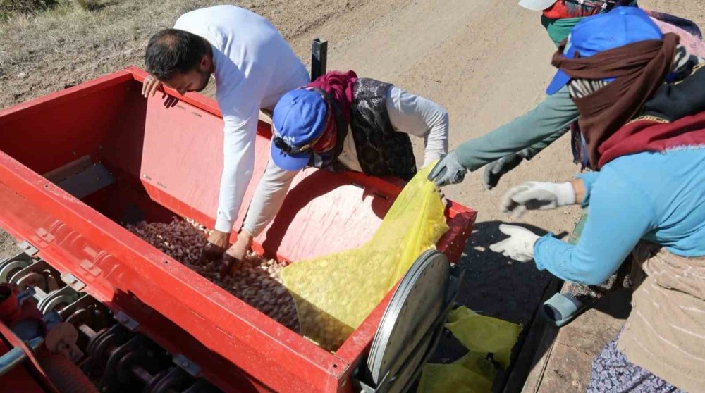 Aksaray'da Organik Sarımsak Ekim Sezonu Başladı: Hedef 150 Ton Rekolte
