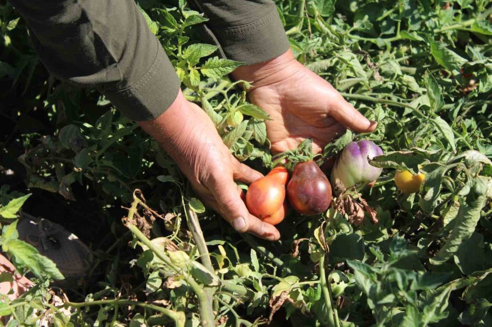 Domatesin bu kadar çeşidi mi varmış! Tam 55 çeşit domates üretiyorlar