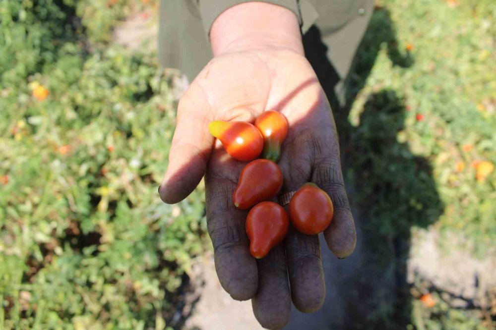 Domatesin bu kadar çeşidi mi varmış! Tam 55 çeşit domates üretiyorlar