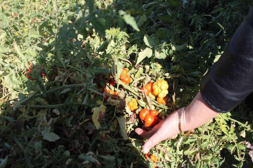Domatesin bu kadar çeşidi mi varmış! Tam 55 çeşit domates üretiyorlar