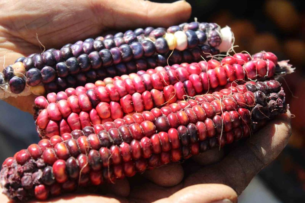 Domatesin bu kadar çeşidi mi varmış! Tam 55 çeşit domates üretiyorlar