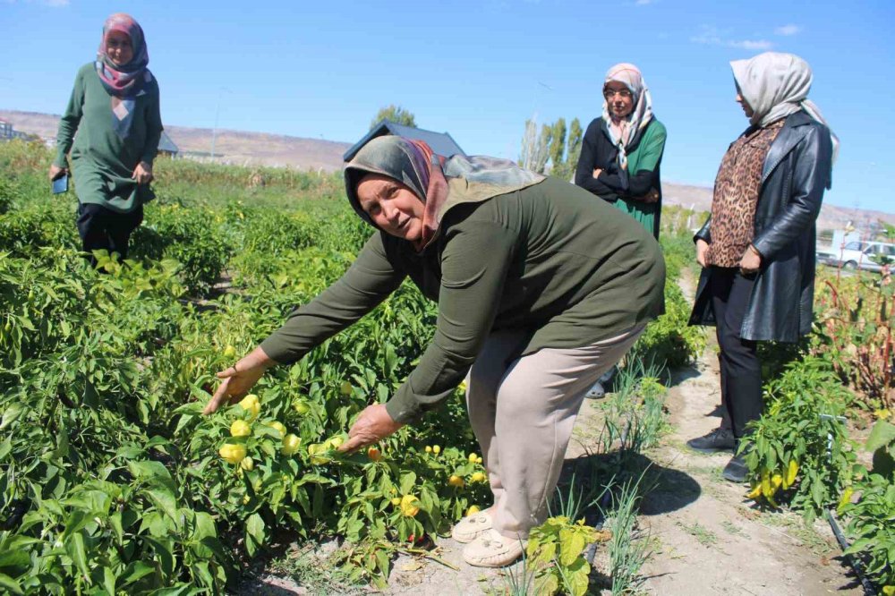 Domatesin bu kadar çeşidi mi varmış! Tam 55 çeşit domates üretiyorlar