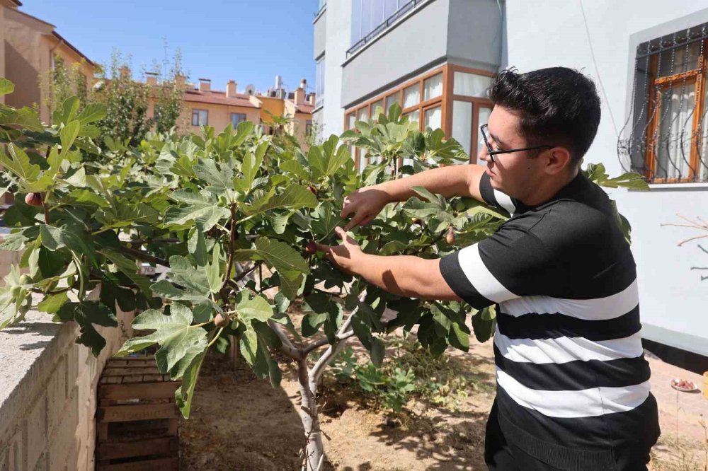 Soğuğa Meydan Okudu, Konya’da İncir Yetiştirdi