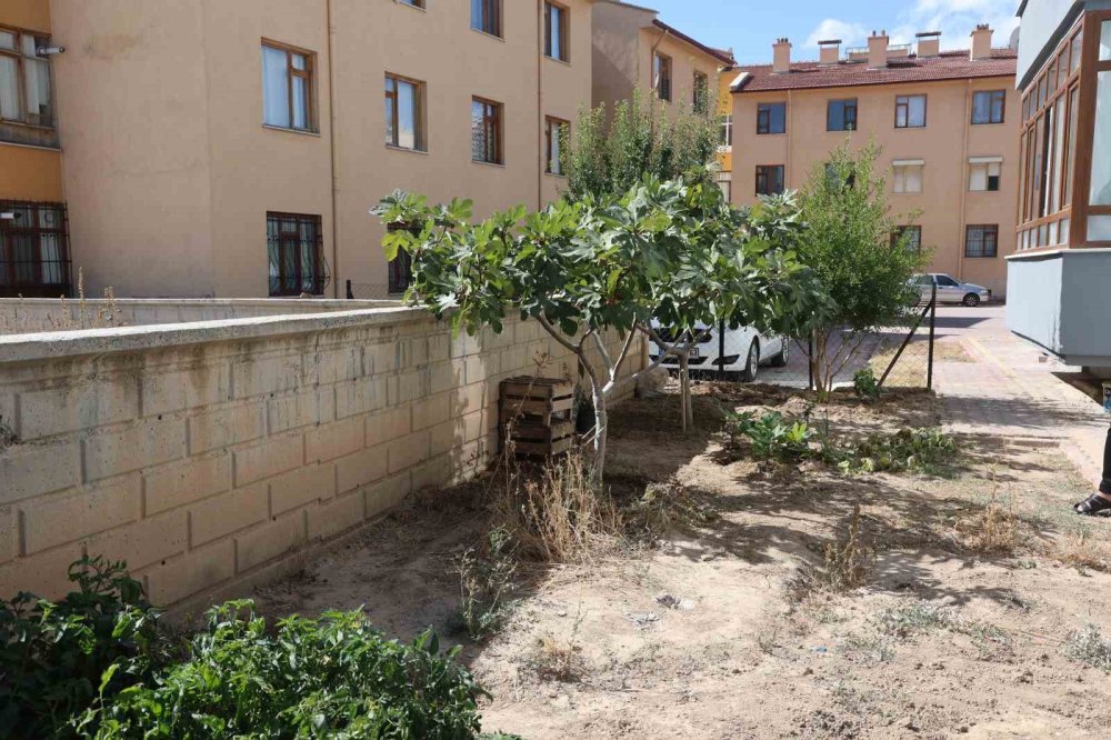 Soğuğa Meydan Okudu, Konya’da İncir Yetiştirdi