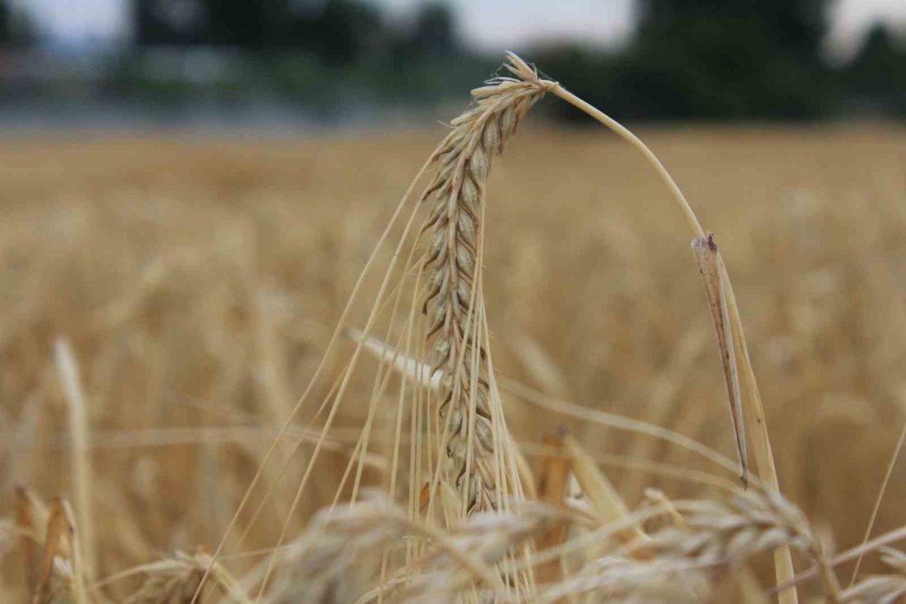 Dünya hububat arzında tarihi rekor: 3 milyar tonu aşacak