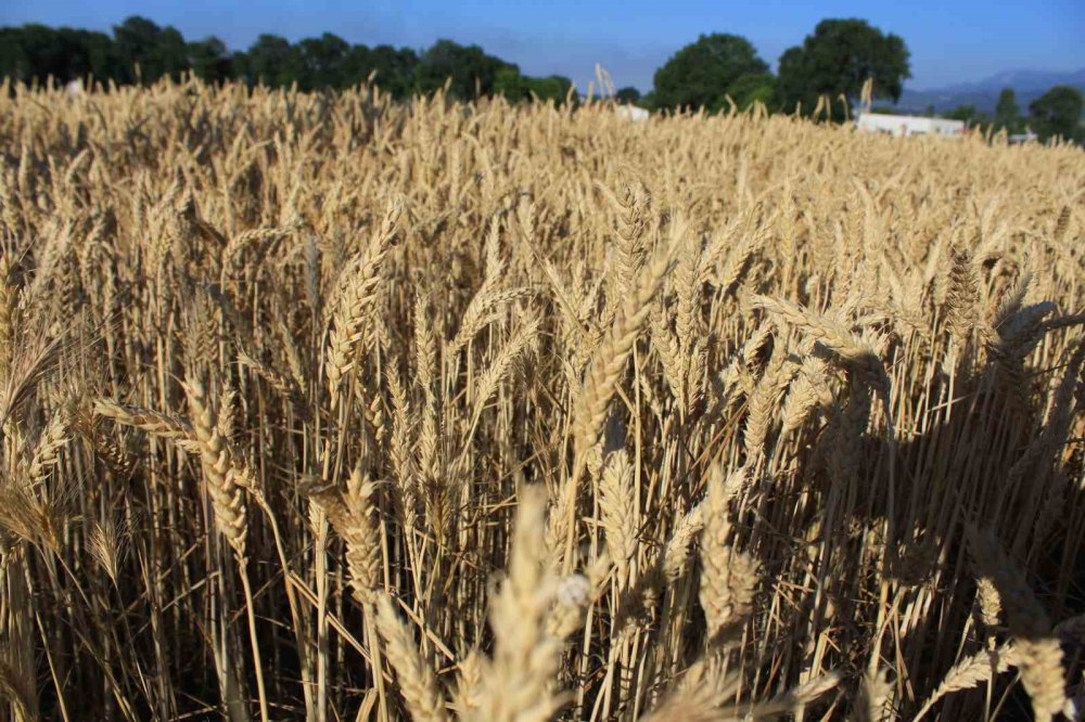 Dünya hububat arzında tarihi rekor: 3 milyar tonu aşacak