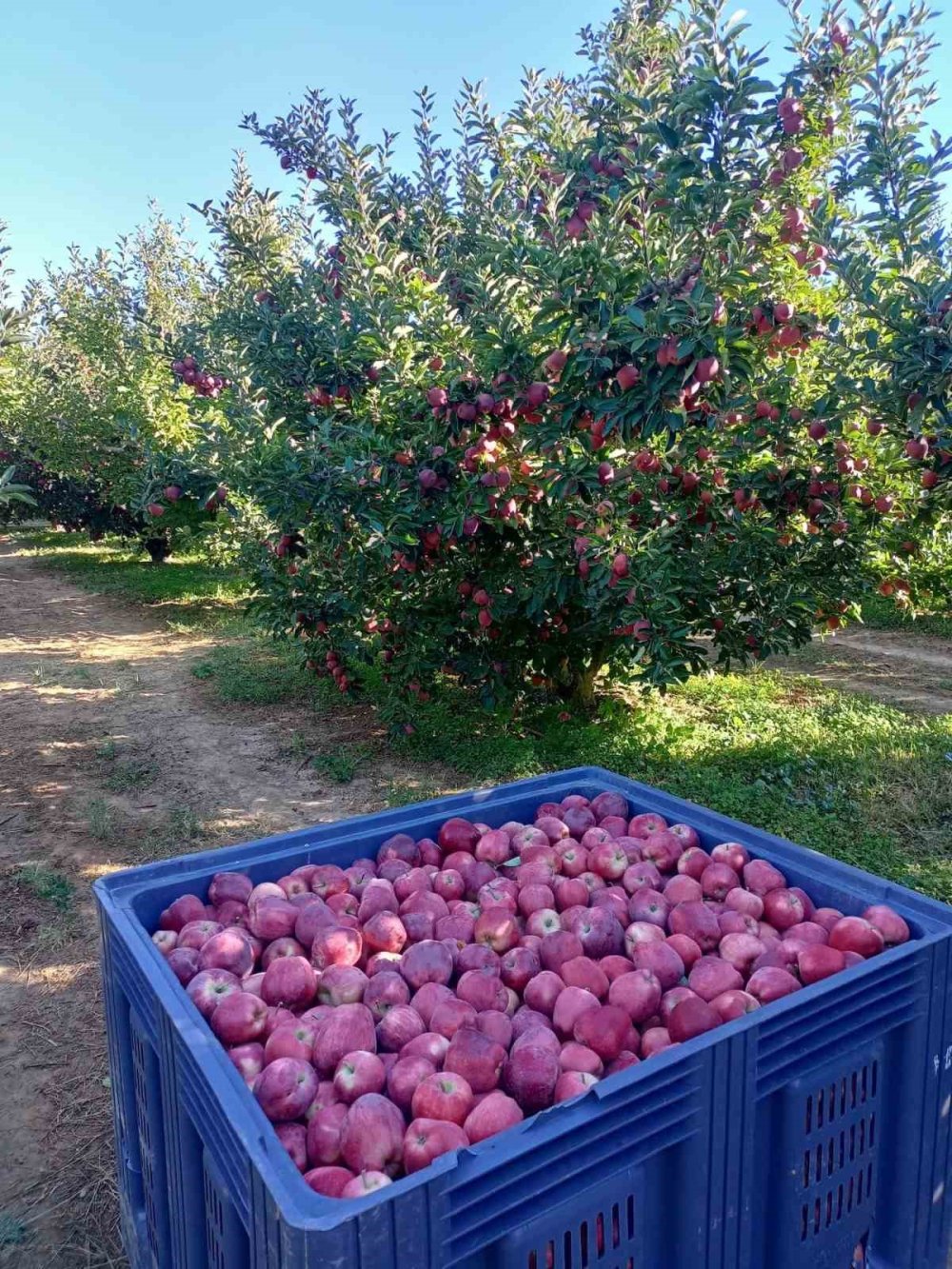 Elma cennetini don vurmadı: Hasat devam ediyor