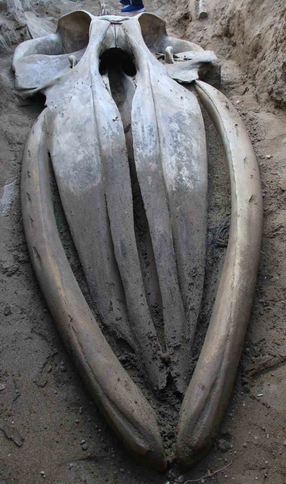 Fin Balinasının İskeleti Gün Yüzüne Çıkıyor: Dev Keşifte Sona Gelindi