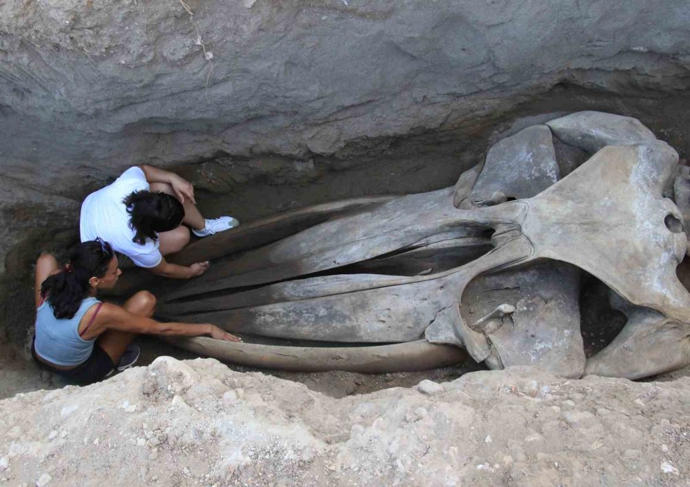 Fin Balinasının İskeleti Gün Yüzüne Çıkıyor: Dev Keşifte Sona Gelindi