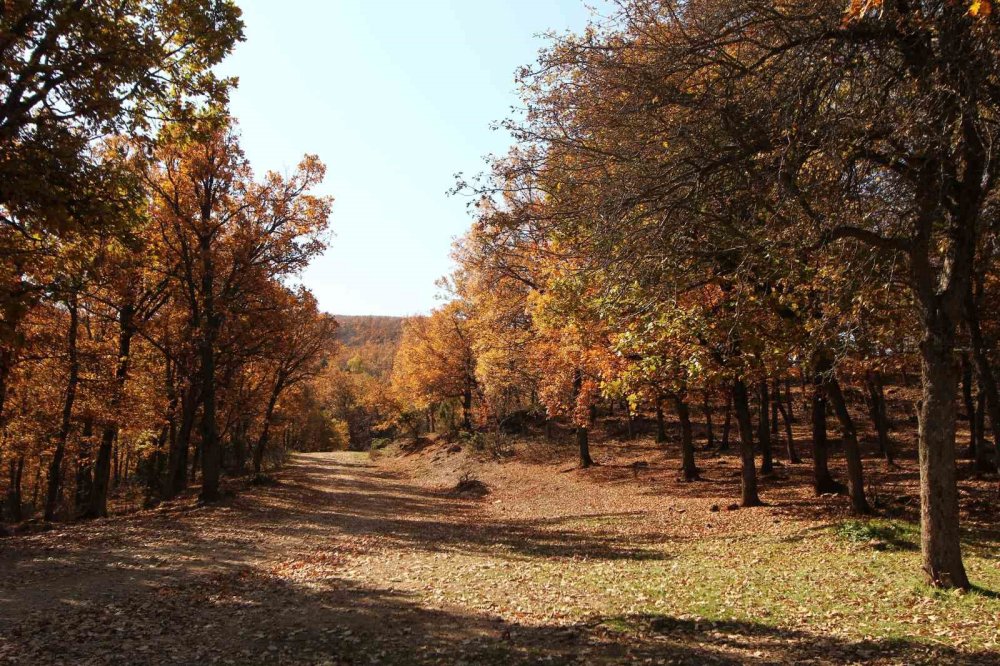 Afyonkarahisar’da Sonbahar Büyüsü: Doğa Adeta Renk Cümbüşüne Büründü