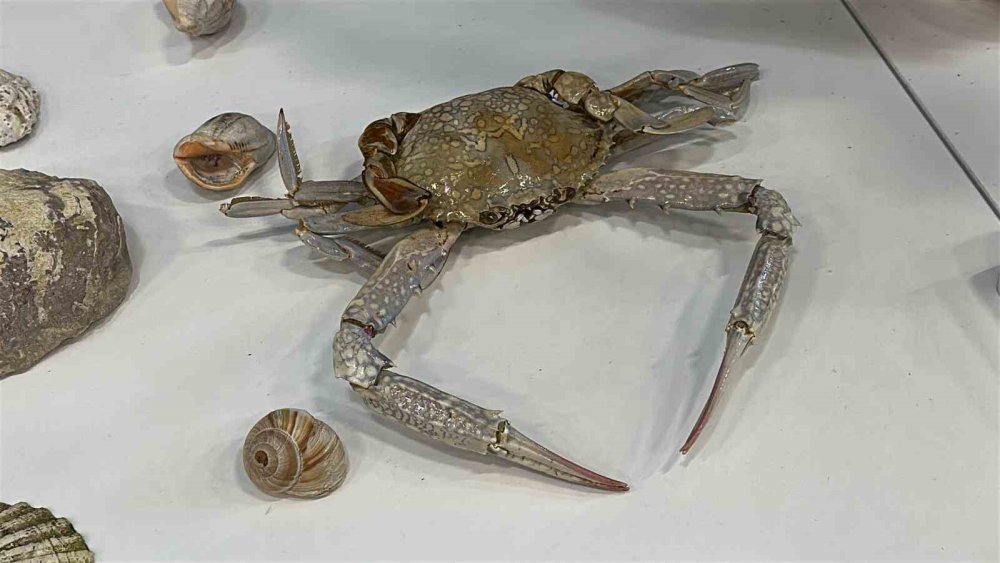 Karaman ve Konya'nın denizinden bunları çıkarıp müze yaptı