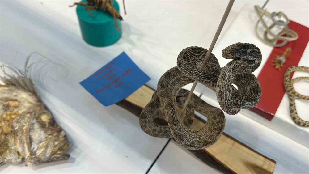 Karaman ve Konya'nın denizinden bunları çıkarıp müze yaptı