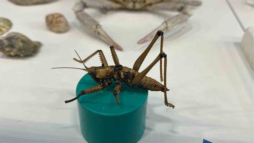 Karaman ve Konya'nın denizinden bunları çıkarıp müze yaptı