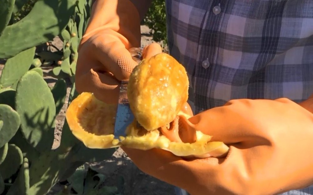 Kurak tarlalarda yetişen dikenli incir dondurma oldu