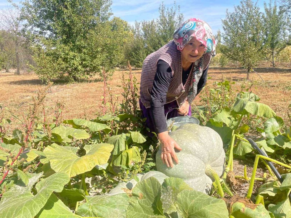 Torunu kadar kabak yetiştirdi: Bahçesinden 40 kiloluk dev kabaklar çıktı
