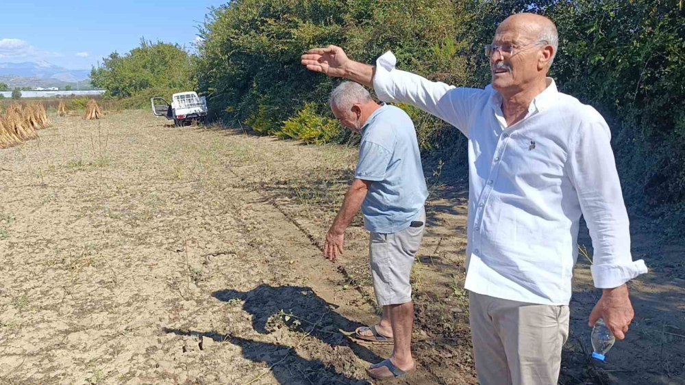 Coğrafi İşaretli Manavgat Altın Susamı Tarlasına Hırsız Dadandı