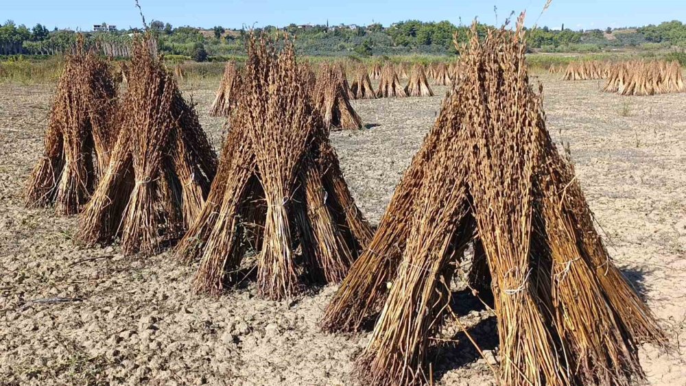 Coğrafi İşaretli Manavgat Altın Susamı Tarlasına Hırsız Dadandı