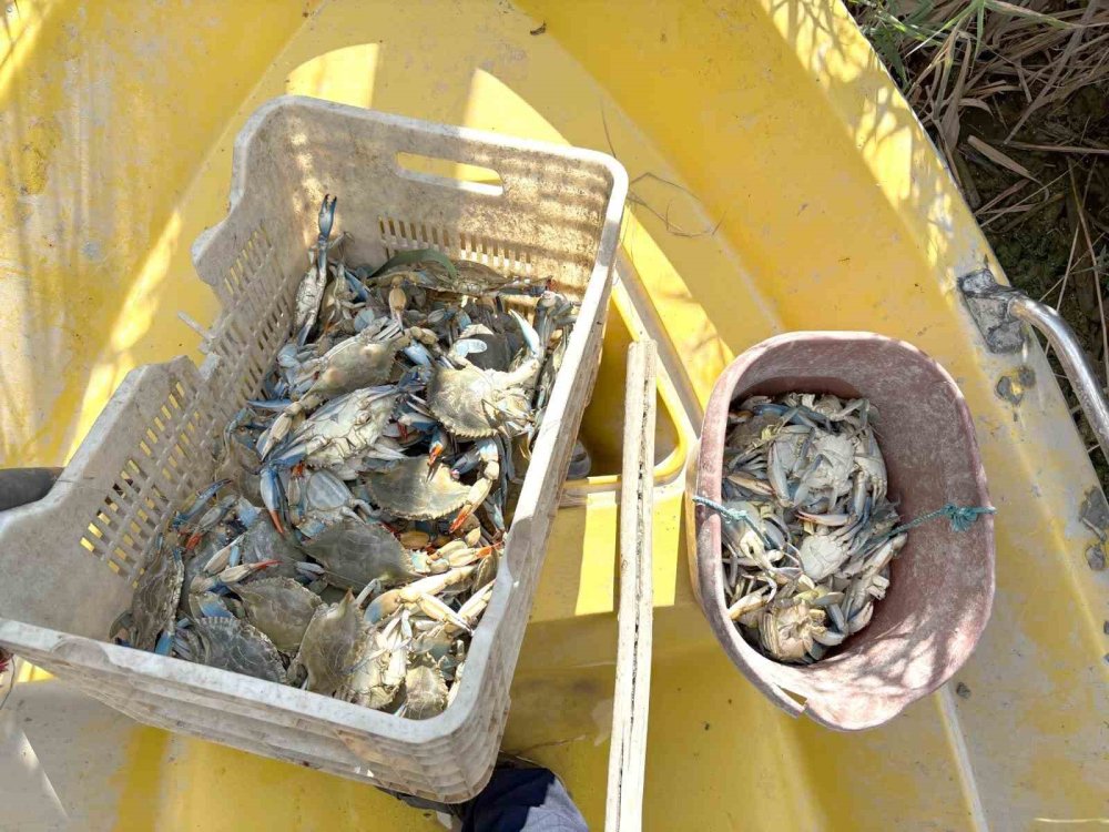 Göksu Deltası'nda Kaçak Mavi Yengeç Avcılığına Jandarma Baskını: 120 Yengeç Kurtarıldı