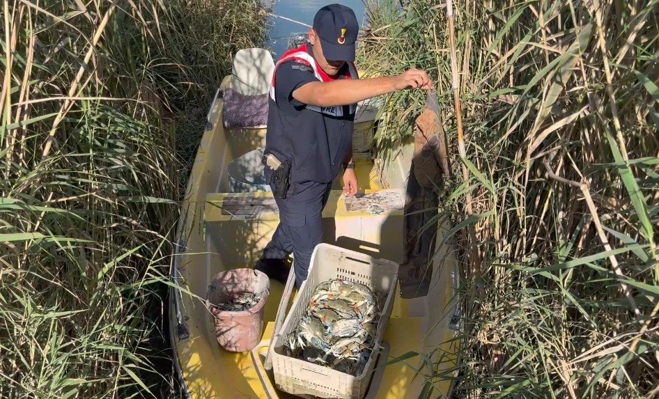 Göksu Deltası'nda Kaçak Mavi Yengeç Avcılığına Jandarma Baskını: 120 Yengeç Kurtarıldı