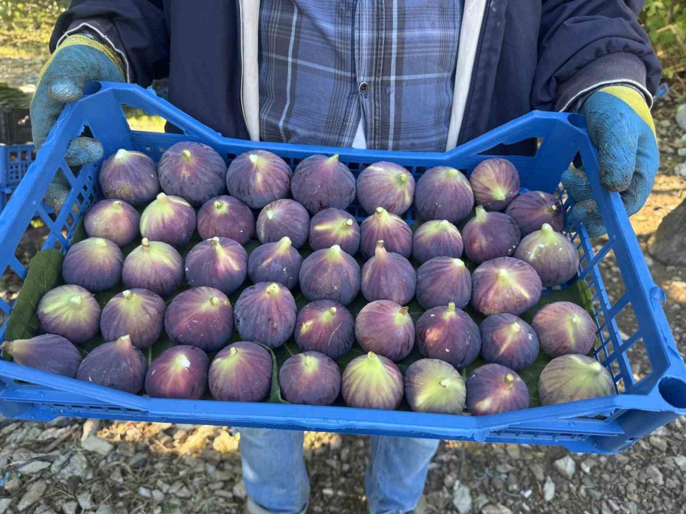 Siyah incir hasadında sona gelindi: Son 25 yılın en kötü sezonu