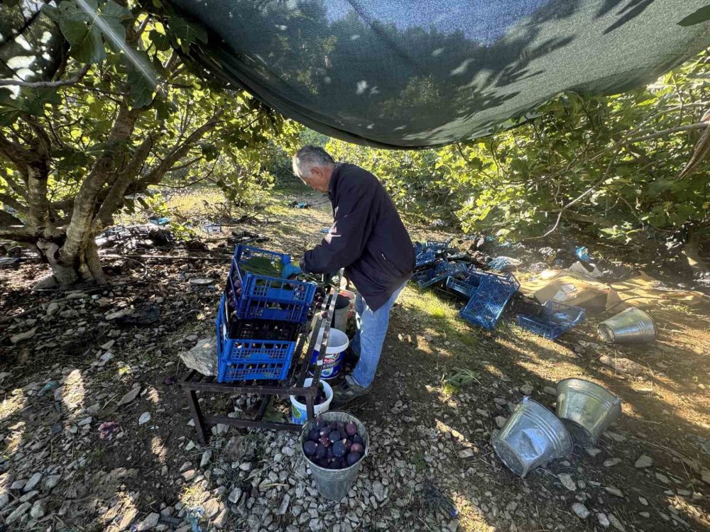Siyah incir hasadında sona gelindi: Son 25 yılın en kötü sezonu