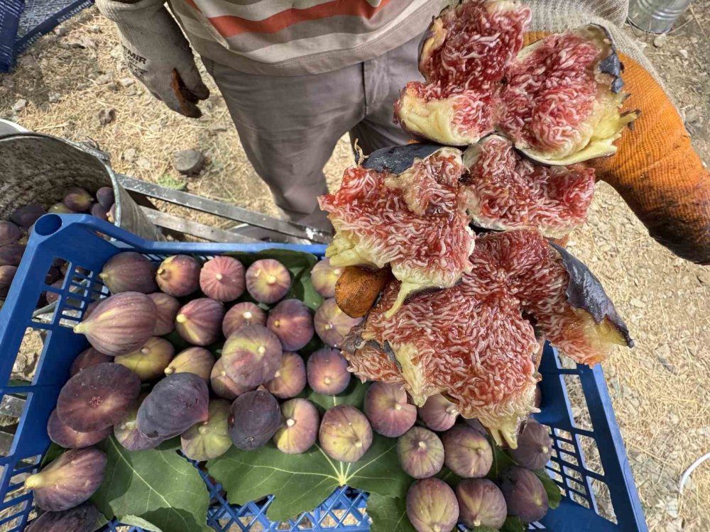 Siyah incir hasadında sona gelindi: Son 25 yılın en kötü sezonu
