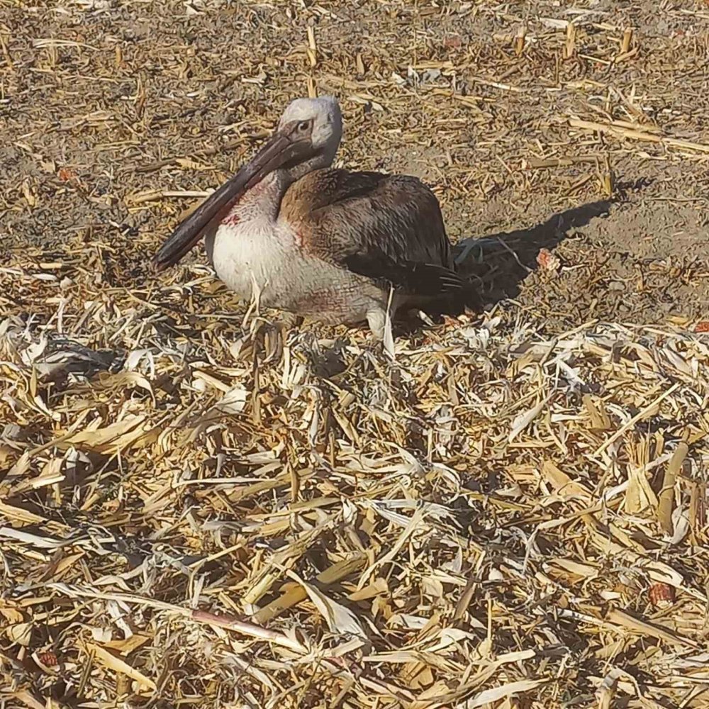 Yaralı pelikanı vatandaşlar kurtardı