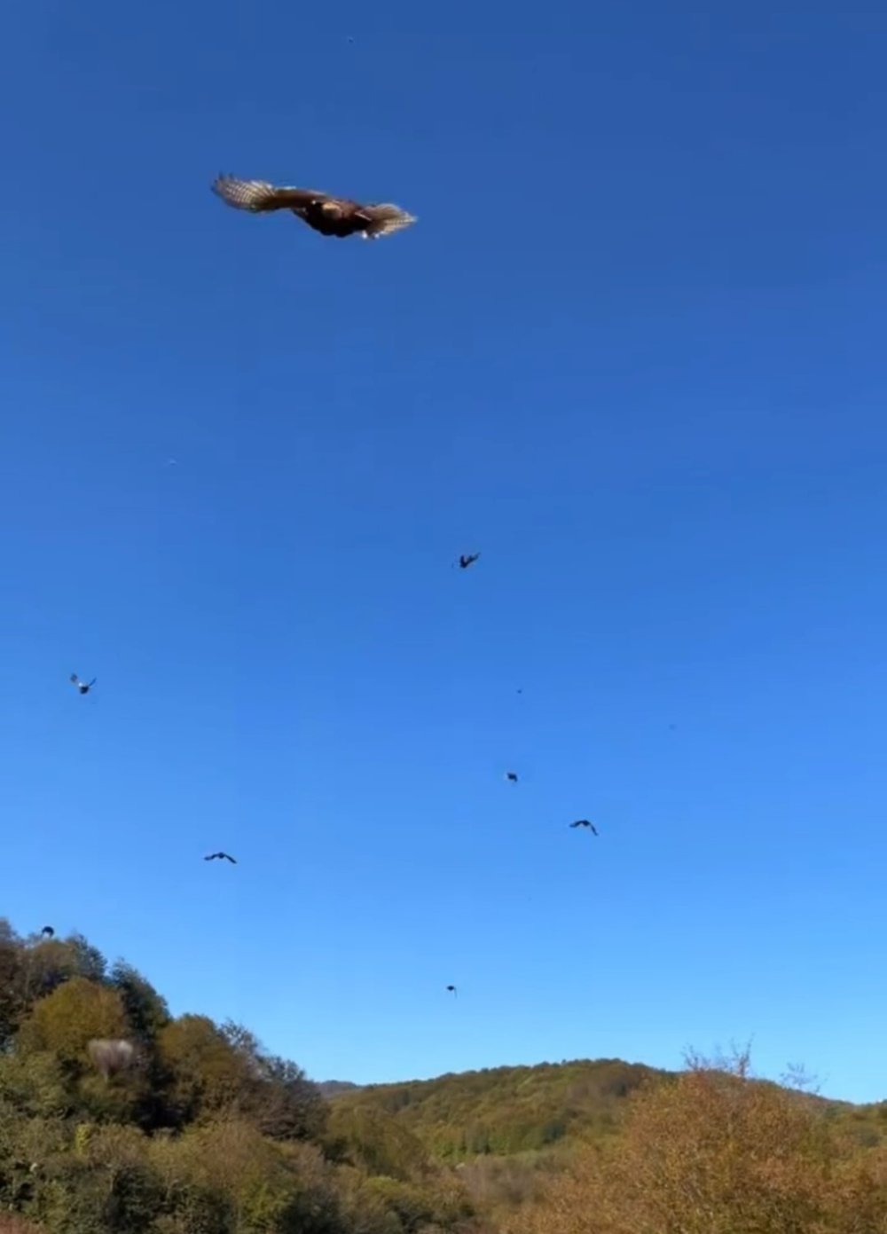 Kokarca Böceğine Karşı Biyolojik Savaş: Doğaya 250 Sülün Salındı