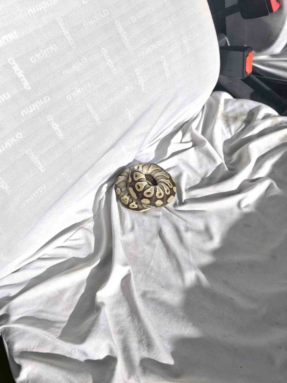 Konya'da Şok Eden Durum: 'Pitonlu' Asayiş Kontrolü