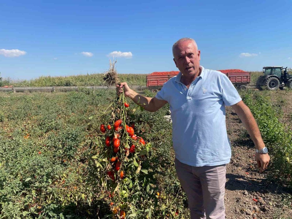 Londra'daki Kazancını Karacabey Topraklarına Yatırıyor