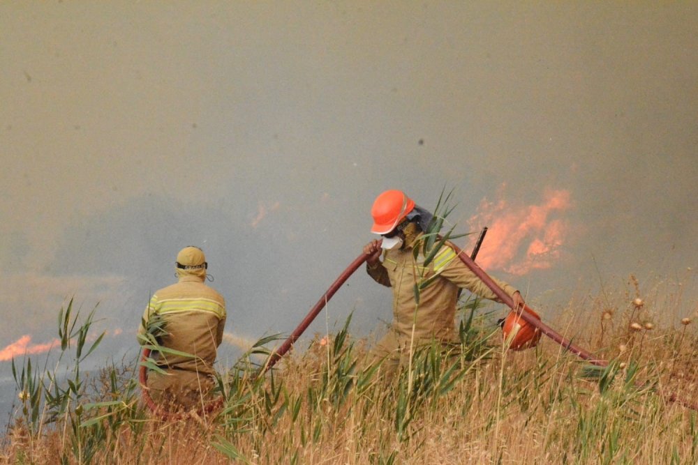 Ormanlar Yeniden Ayağa Kalkıyor: Türkiye Ağaç Varlığında Avrupa Lideri