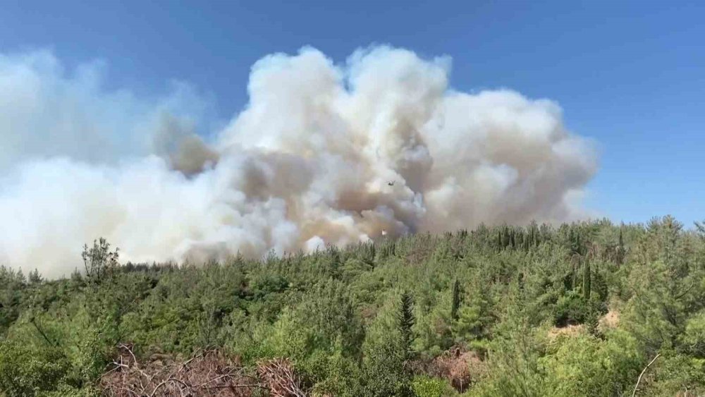 Ormanlar Yeniden Ayağa Kalkıyor: Türkiye Ağaç Varlığında Avrupa Lideri