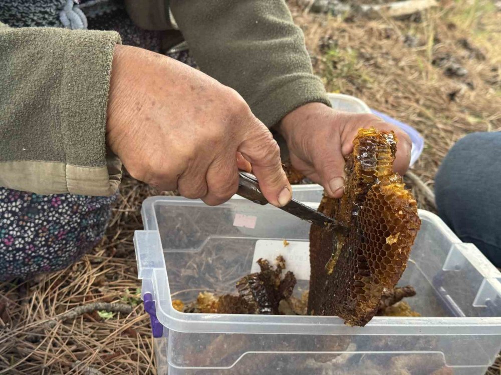 Torosların Zirvesinde "Firari Arı" Peşinde Zorlu Mesai: Kilosu 5 Bin Lira