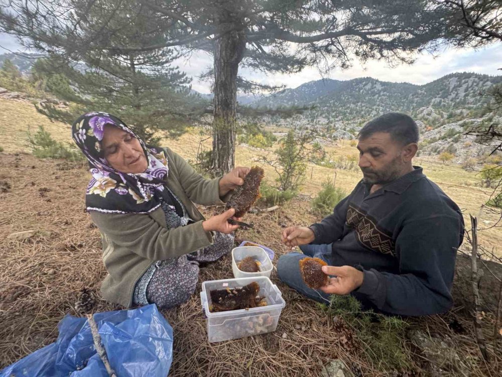 Torosların Zirvesinde "Firari Arı" Peşinde Zorlu Mesai: Kilosu 5 Bin Lira