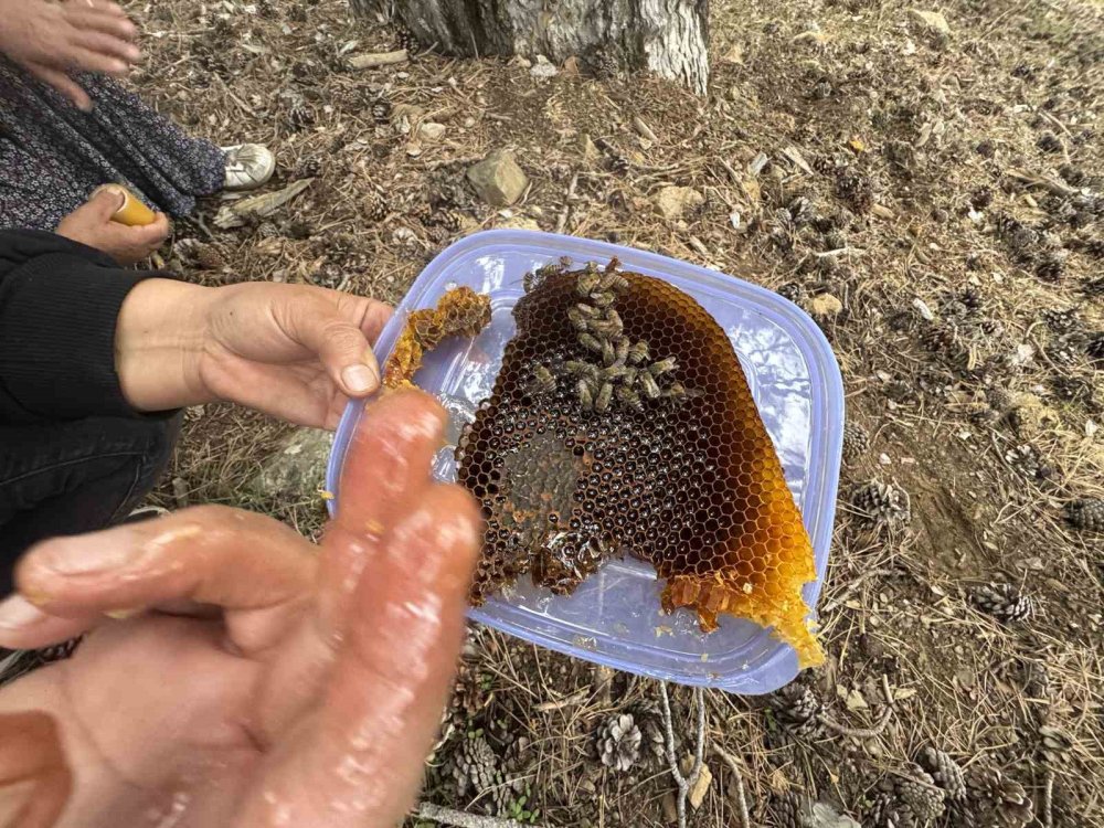 Torosların Zirvesinde "Firari Arı" Peşinde Zorlu Mesai: Kilosu 5 Bin Lira