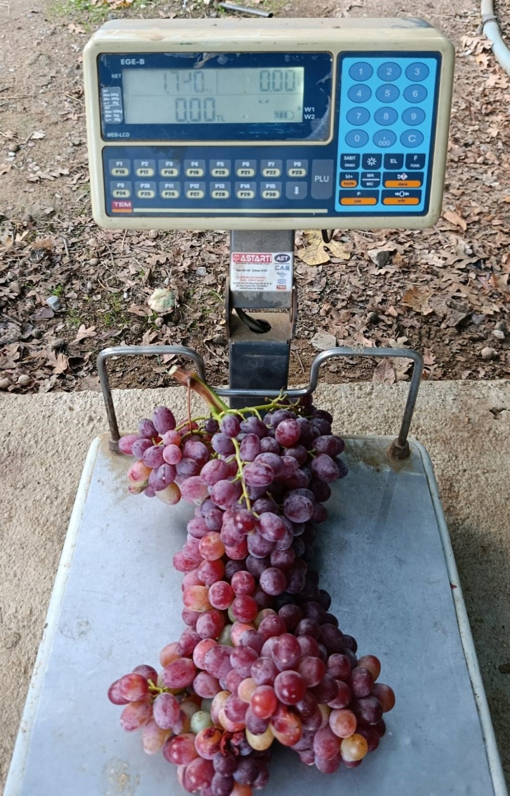 Dev Üzüm Şaşırttı: Manisa'da Rekor Salkım Tartıldı