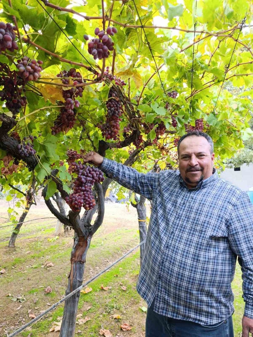 Dev Üzüm Şaşırttı: Manisa'da Rekor Salkım Tartıldı