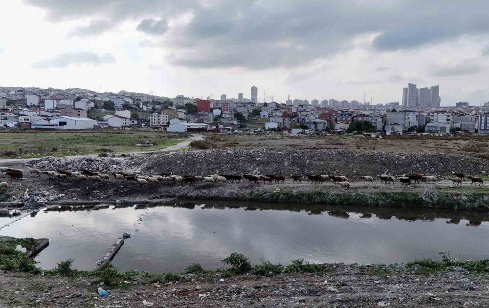 Küçükçekmece Gölü’ne Dökülen Derenin Rengi Kirlilikten Simsiyah Oldu